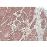 Immunohistochemistry - FGFR-5 antibody from Signalway Antibody (22119) - Antibodies.com
