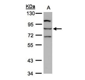 e-LOX-3 antibody from Signalway Antibody (22123) - Antibodies.com