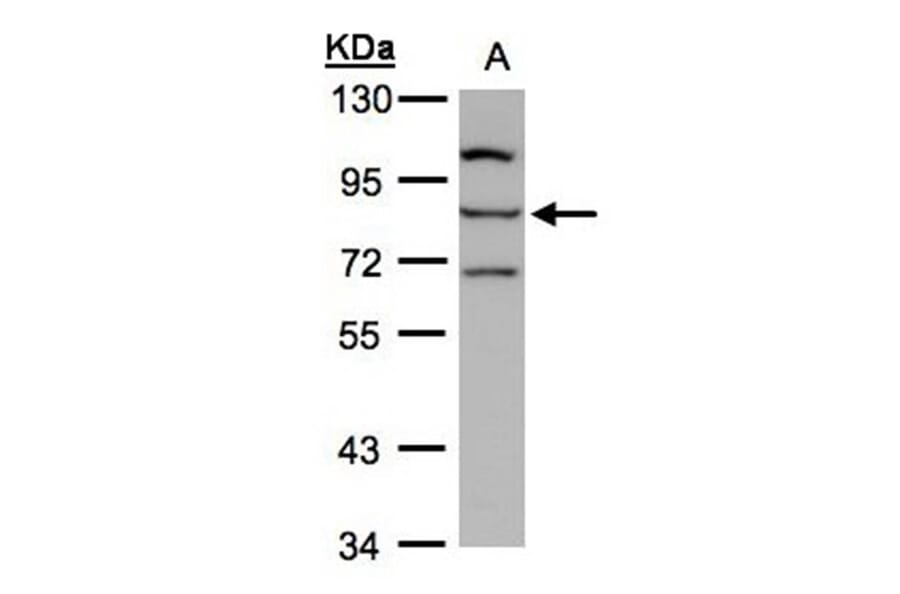 e-LOX-3 antibody from Signalway Antibody (22123) - Antibodies.com