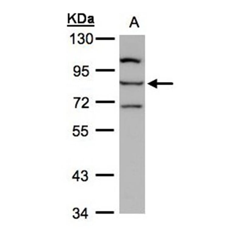 e-LOX-3 antibody from Signalway Antibody (22123) - Antibodies.com