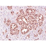 Immunohistochemistry - e-LOX-3 antibody from Signalway Antibody (22123) - Antibodies.com