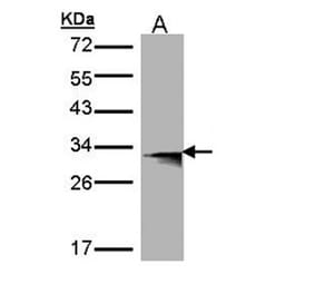 Western blot - HLA-DMB antibody from Signalway Antibody (22356) - Antibodies.com