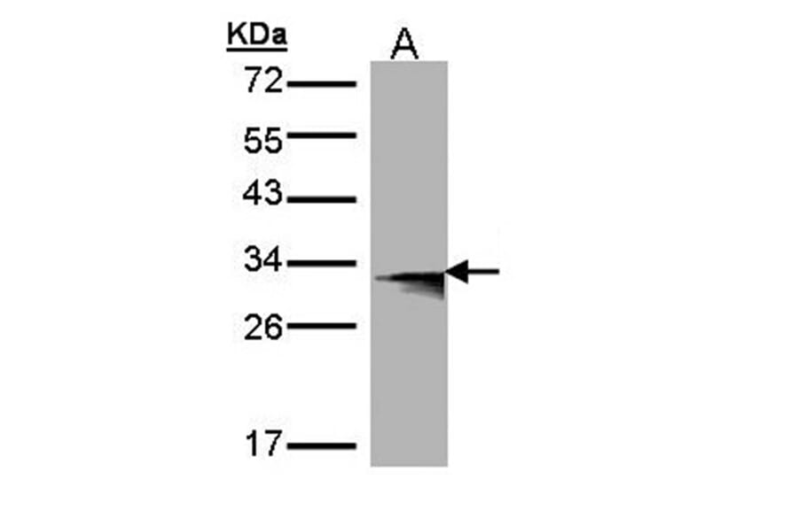 Western blot - HLA-DMB antibody from Signalway Antibody (22356) - Antibodies.com