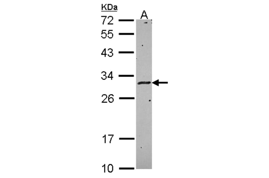 HLA-DMA antibody from Signalway Antibody (22427) - Antibodies.com
