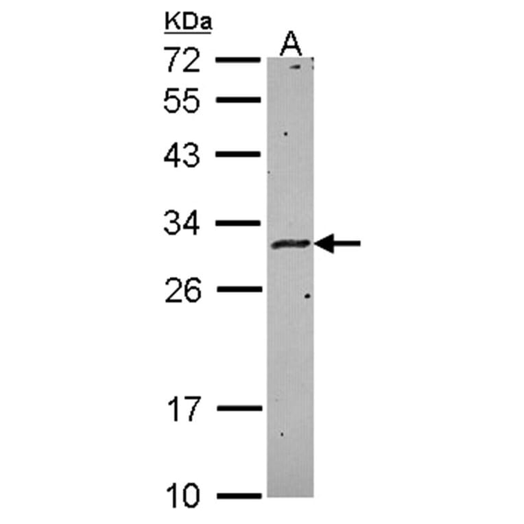 HLA-DMA antibody from Signalway Antibody (22427) - Antibodies.com