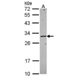 HLA-DMA antibody from Signalway Antibody (22427) - Antibodies.com