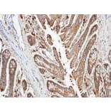 Immunohistochemistry - NDUFA10 antibody from Signalway Antibody (22429) - Antibodies.com