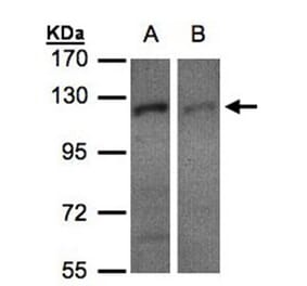 RanBP16 antibody from Signalway Antibody (22470) - Antibodies.com