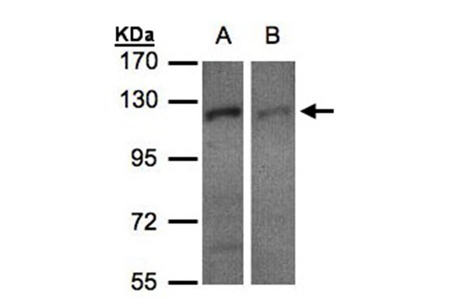 RanBP16 antibody from Signalway Antibody (22470) - Antibodies.com