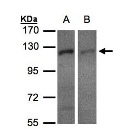 RanBP16 antibody from Signalway Antibody (22470) - Antibodies.com