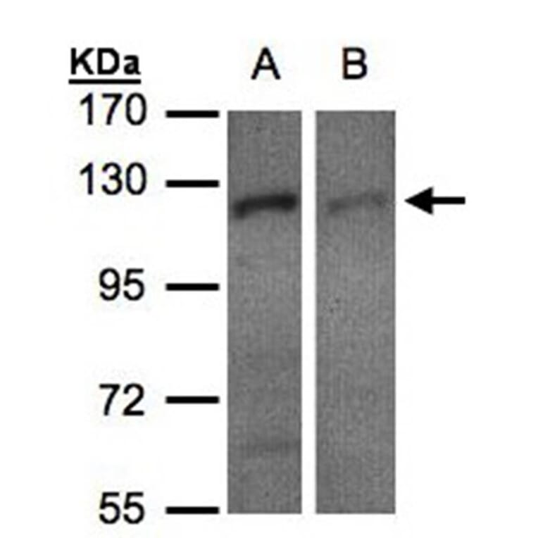 RanBP16 antibody from Signalway Antibody (22470) - Antibodies.com