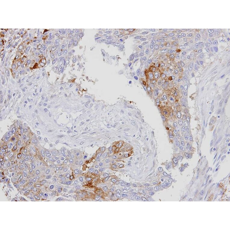 Immunohistochemistry - RanBP16 antibody from Signalway Antibody (22470) - Antibodies.com