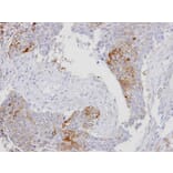 Immunohistochemistry - RanBP16 antibody from Signalway Antibody (22470) - Antibodies.com