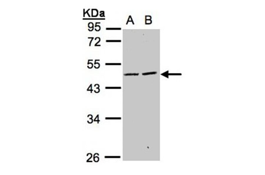 SIGLEC9 antibody from Signalway Antibody (22552) - Antibodies.com