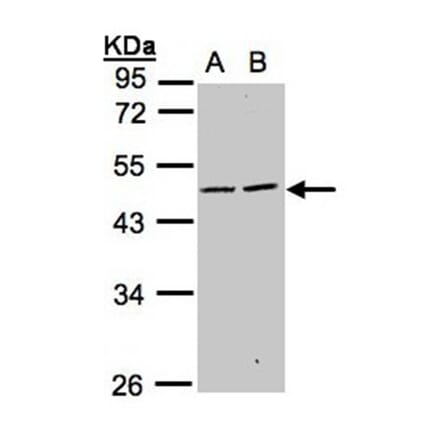 SIGLEC9 antibody from Signalway Antibody (22552) - Antibodies.com