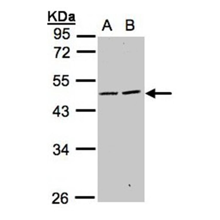 SIGLEC9 antibody from Signalway Antibody (22552) - Antibodies.com