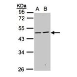 SIGLEC9 antibody from Signalway Antibody (22552) - Antibodies.com