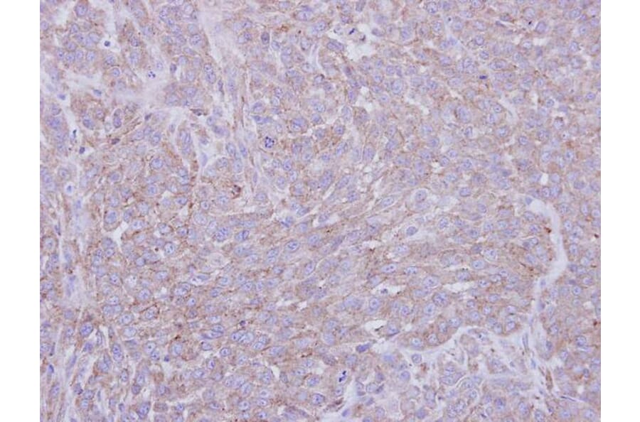 Immunohistochemistry - SIGLEC9 antibody from Signalway Antibody (22552) - Antibodies.com