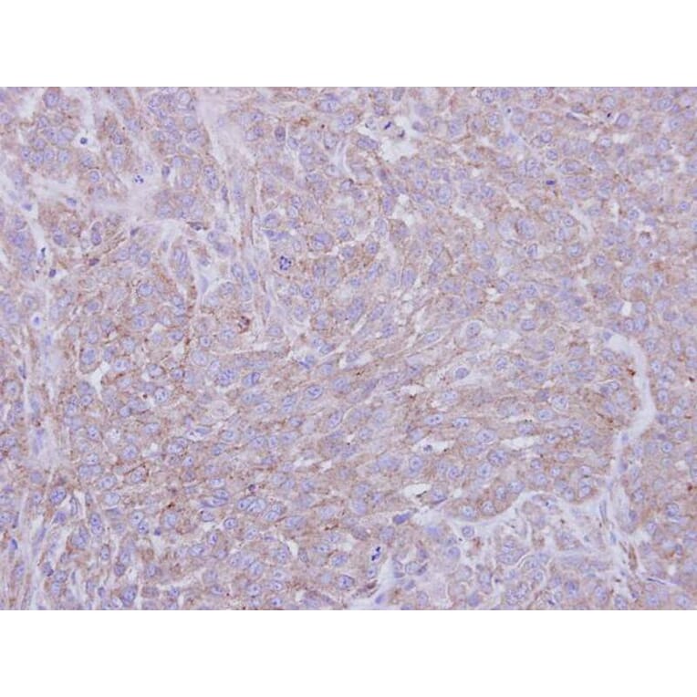 Immunohistochemistry - SIGLEC9 antibody from Signalway Antibody (22552) - Antibodies.com