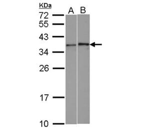 WBSCR22 antibody from Signalway Antibody (22602) - Antibodies.com