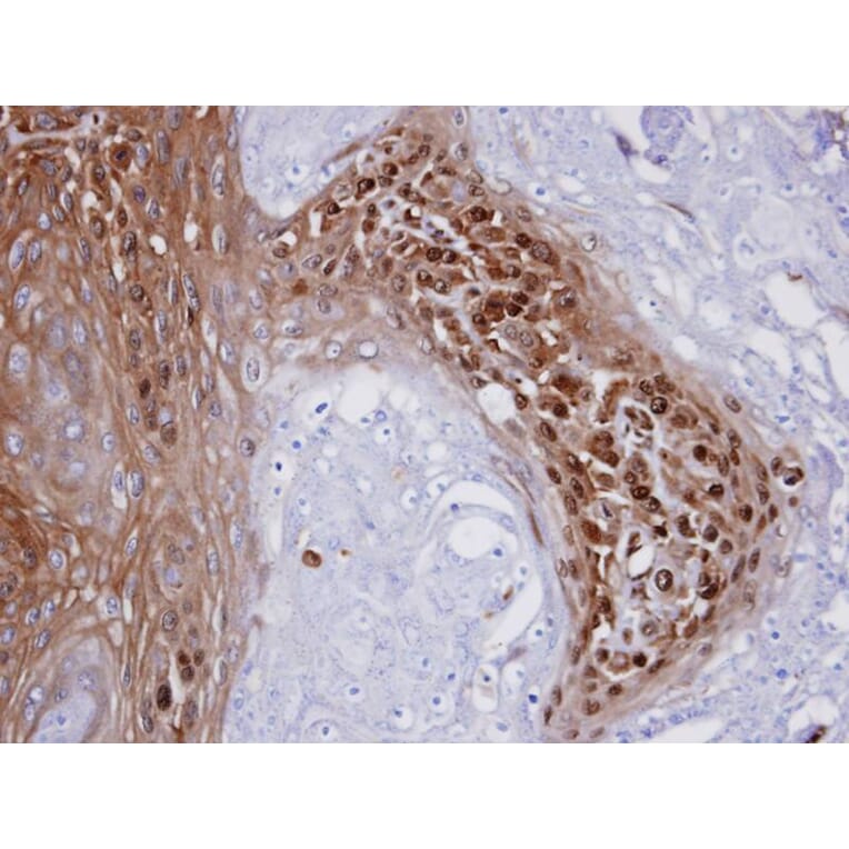 Immunohistochemistry - WBSCR22 antibody from Signalway Antibody (22602) - Antibodies.com