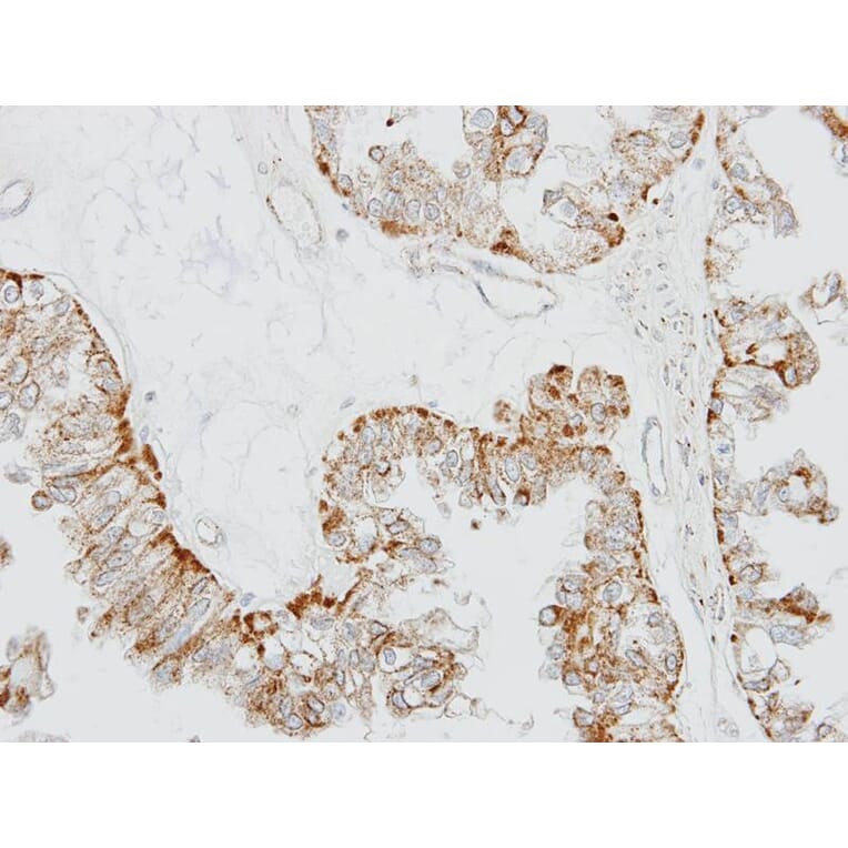 Immunohistochemistry - GPR 164 antibody from Signalway Antibody (22824) - Antibodies.com