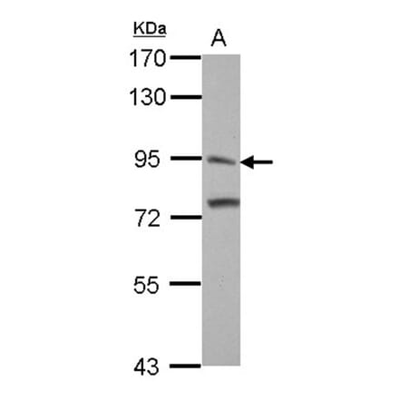 ITI-H3 antibody from Signalway Antibody (23029) - Antibodies.com