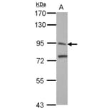 ITI-H3 antibody from Signalway Antibody (23029) - Antibodies.com