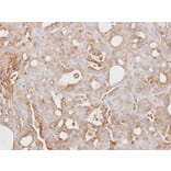Immunohistochemistry - ITI-H3 antibody from Signalway Antibody (23029) - Antibodies.com