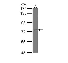 XPNPEP2 antibody from Signalway Antibody (23078) - Antibodies.com