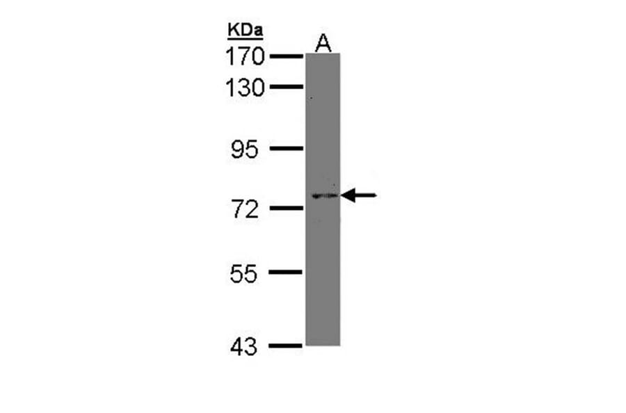 XPNPEP2 antibody from Signalway Antibody (23078) - Antibodies.com