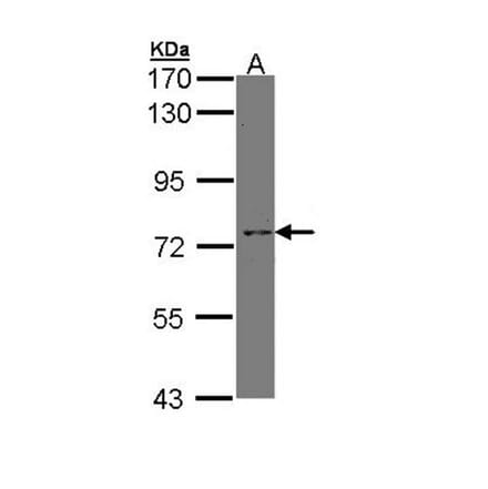 XPNPEP2 antibody from Signalway Antibody (23078) - Antibodies.com