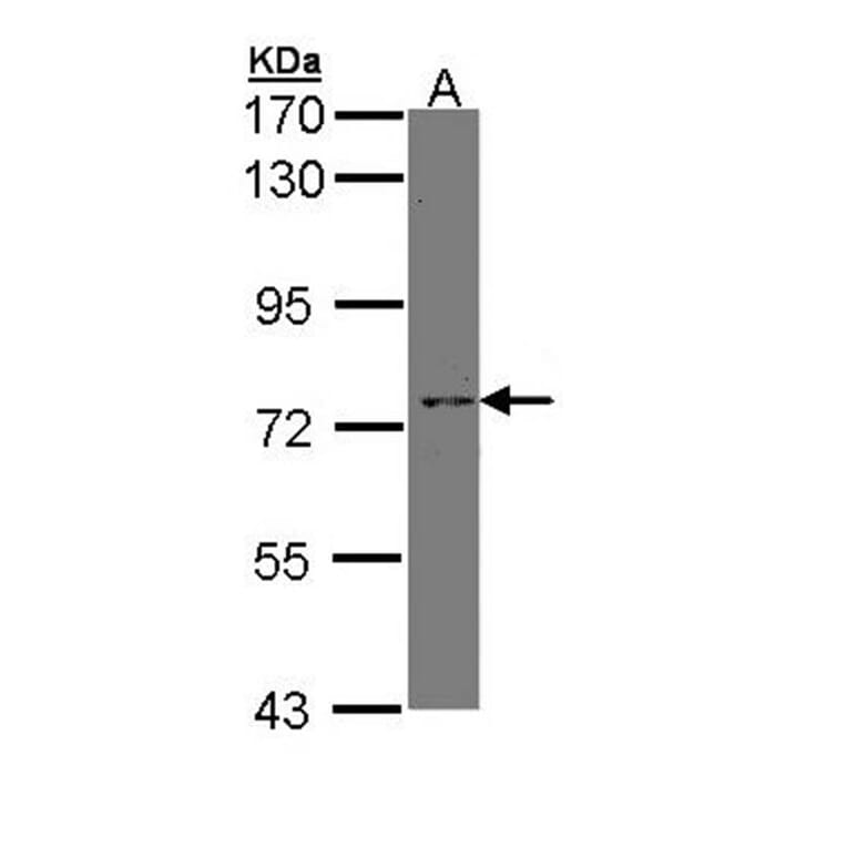 XPNPEP2 antibody from Signalway Antibody (23078) - Antibodies.com