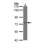 XPNPEP2 antibody from Signalway Antibody (23078) - Antibodies.com
