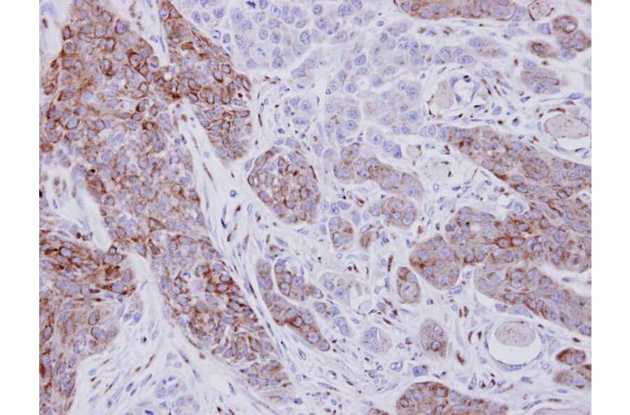 Immunohistochemistry - XPNPEP2 antibody from Signalway Antibody (23078) - Antibodies.com
