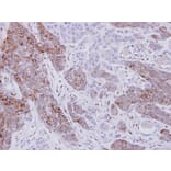 Immunohistochemistry - XPNPEP2 antibody from Signalway Antibody (23078) - Antibodies.com
