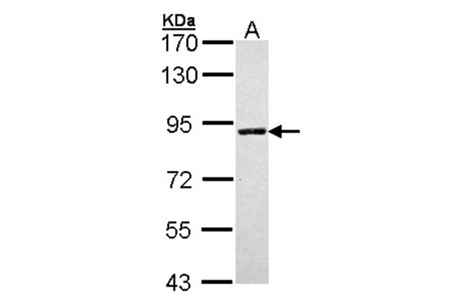 SLC26A8 antibody from Signalway Antibody (23164) - Antibodies.com