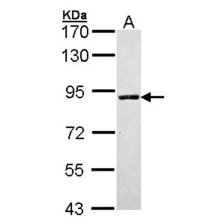 SLC26A8 antibody from Signalway Antibody (23164) - Antibodies.com
