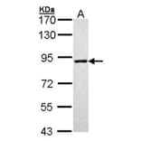 SLC26A8 antibody from Signalway Antibody (23164) - Antibodies.com
