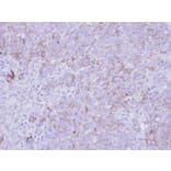 Immunohistochemistry - SLC26A8 antibody from Signalway Antibody (23164) - Antibodies.com