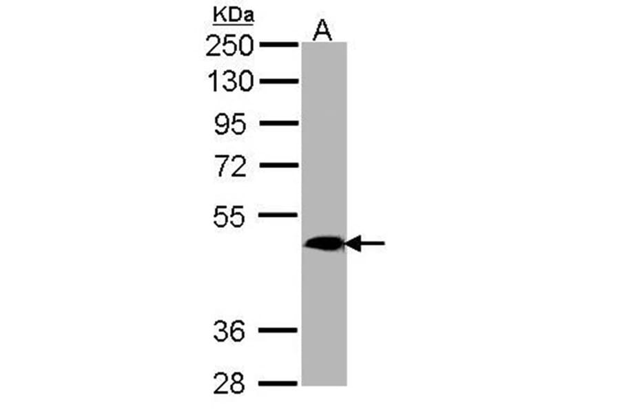 MRGPRX4 antibody from Signalway Antibody (23165) - Antibodies.com