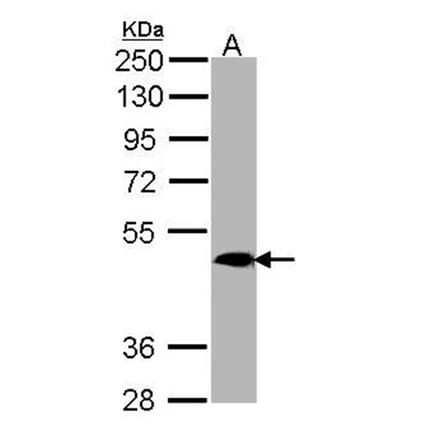 MRGPRX4 antibody from Signalway Antibody (23165) - Antibodies.com