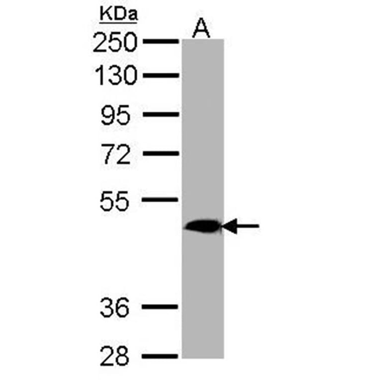 MRGPRX4 antibody from Signalway Antibody (23165) - Antibodies.com