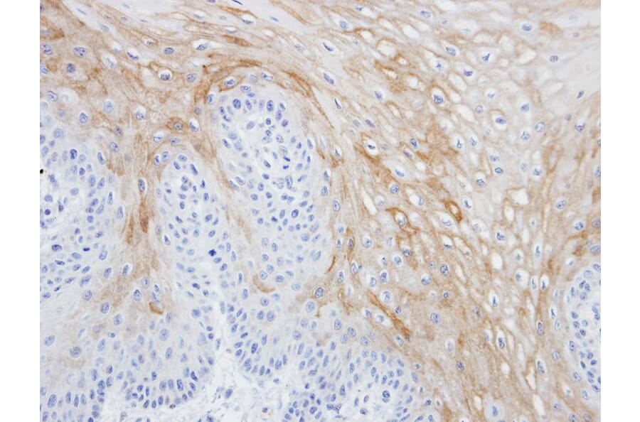 Immunohistochemistry - MRGPRX4 antibody from Signalway Antibody (23165) - Antibodies.com