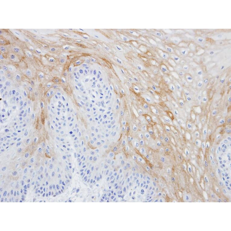 Immunohistochemistry - MRGPRX4 antibody from Signalway Antibody (23165) - Antibodies.com