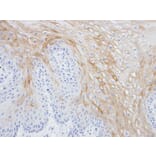Immunohistochemistry - MRGPRX4 antibody from Signalway Antibody (23165) - Antibodies.com