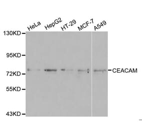 Western blot - CEACAM5 Antibody from Signalway Antibody (32099) - Antibodies.com
