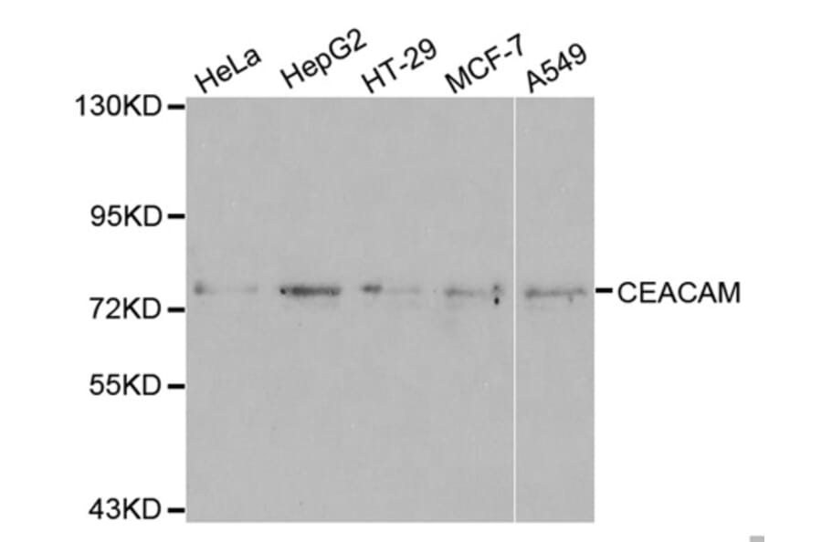 Western blot - CEACAM5 Antibody from Signalway Antibody (32099) - Antibodies.com