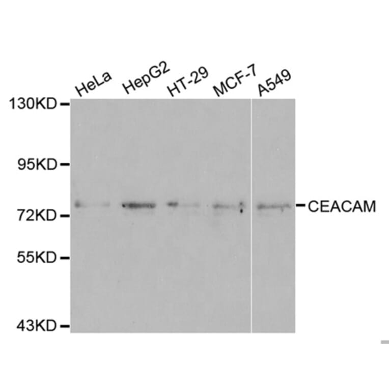Western blot - CEACAM5 Antibody from Signalway Antibody (32099) - Antibodies.com