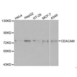 Western blot - CEACAM5 Antibody from Signalway Antibody (32099) - Antibodies.com